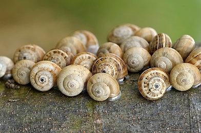 《纸嫁衣2奘铃村》跳票 5月6日正式发售